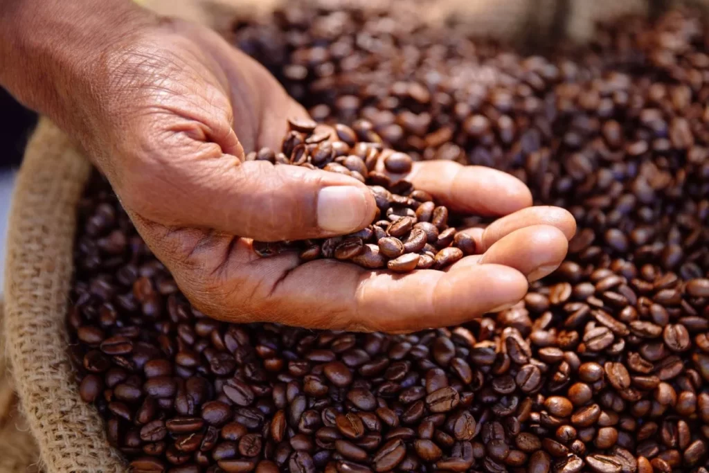 Safra de café 2025 Redução no Brasil e a especulação por trás do preço de US$ 4